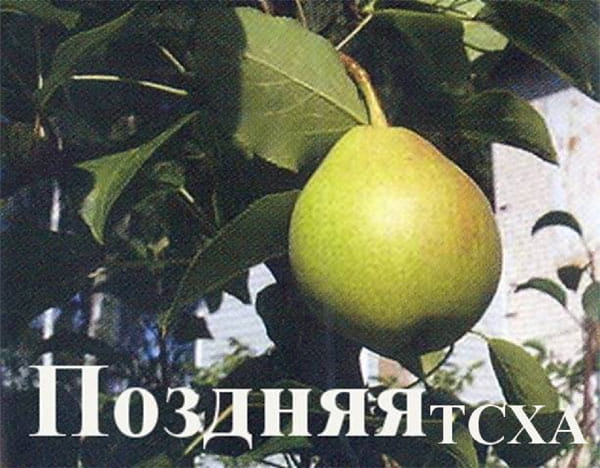 Груша Поздняя ТСХА