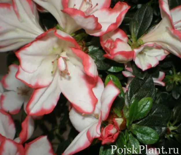 Азалия индийская Sachenstern Bicolor