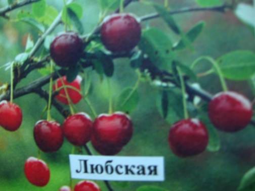 Вишня Любская