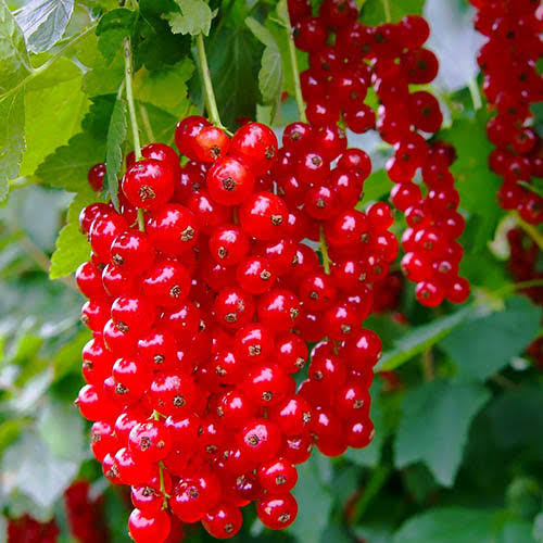 smorodina-ribes-krasnaya