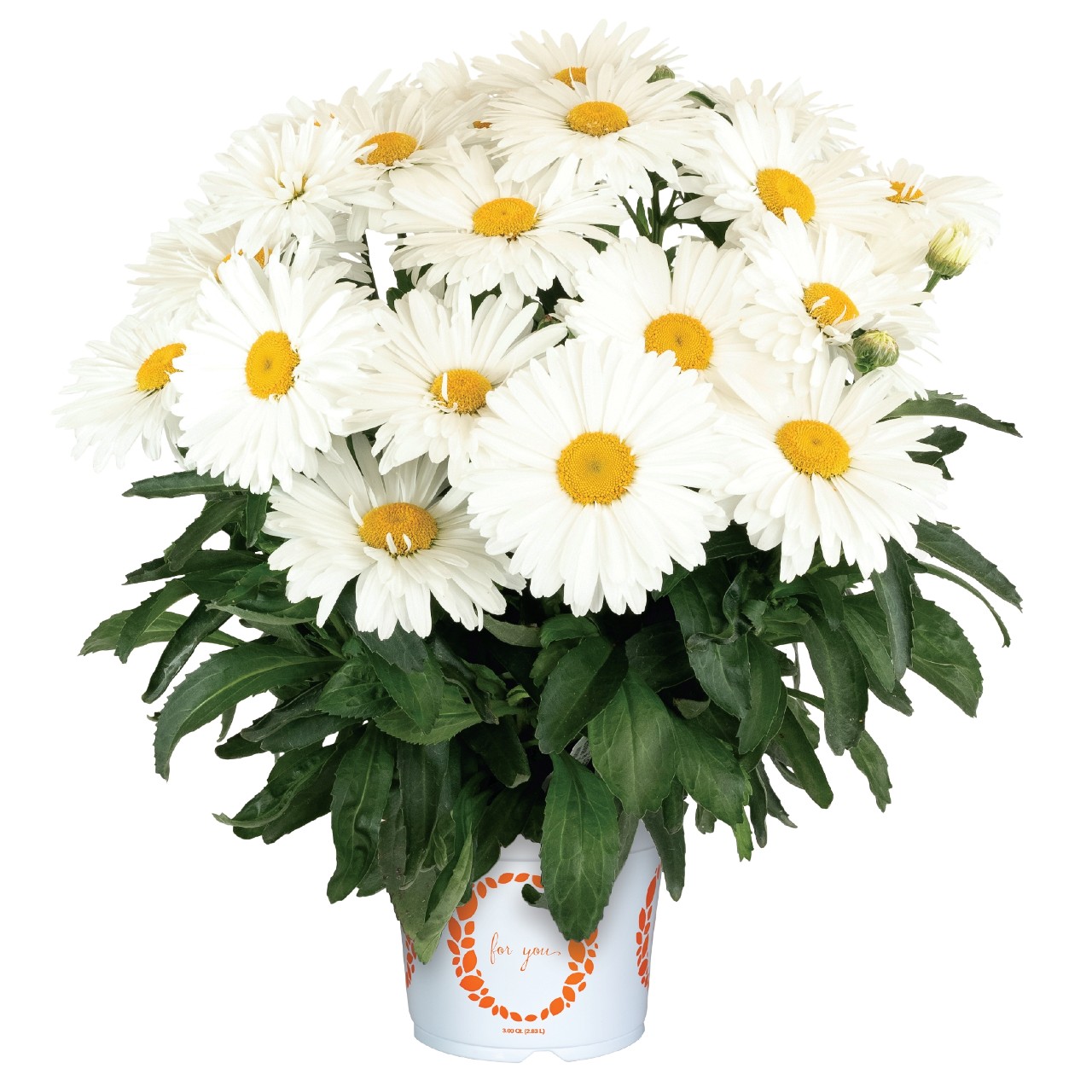 Нивяник Sweet Daisy Kylie/Birdy Imp