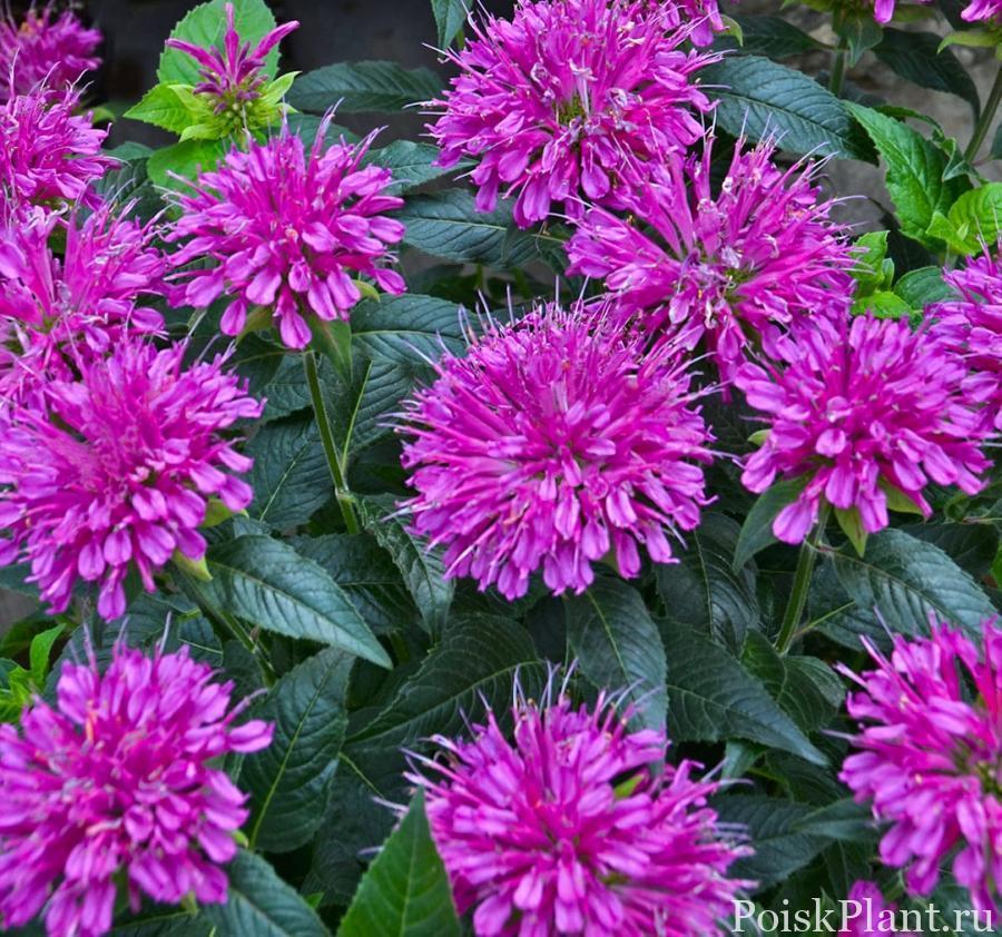 Монарда гибридная Purple Laсe
