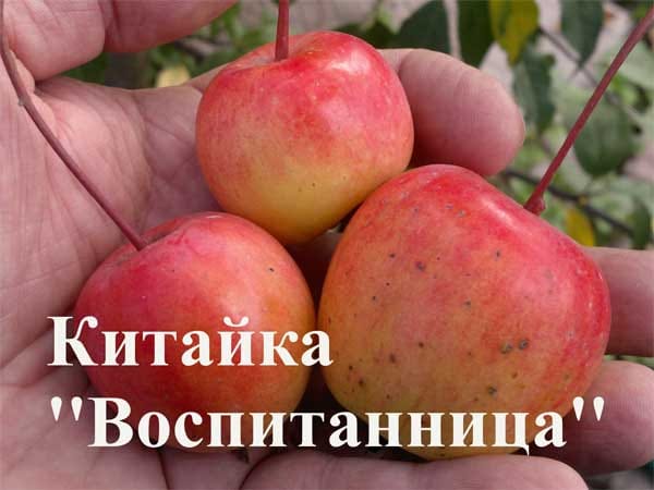 Яблоня Воспитанница