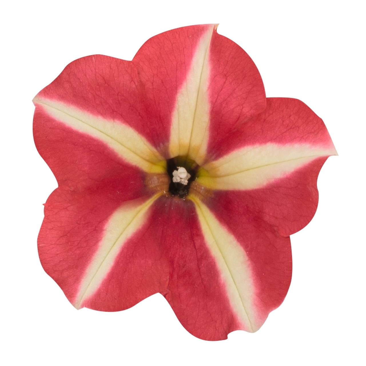 Петуния Peppy Yellow Red