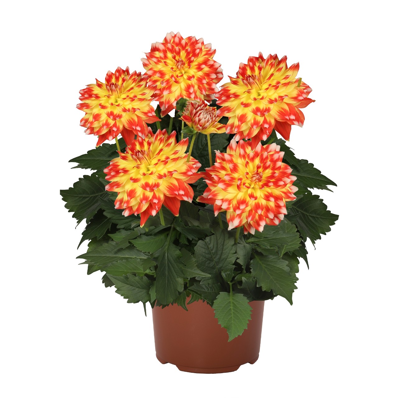 Георгина Hypnotica Candy Corn
