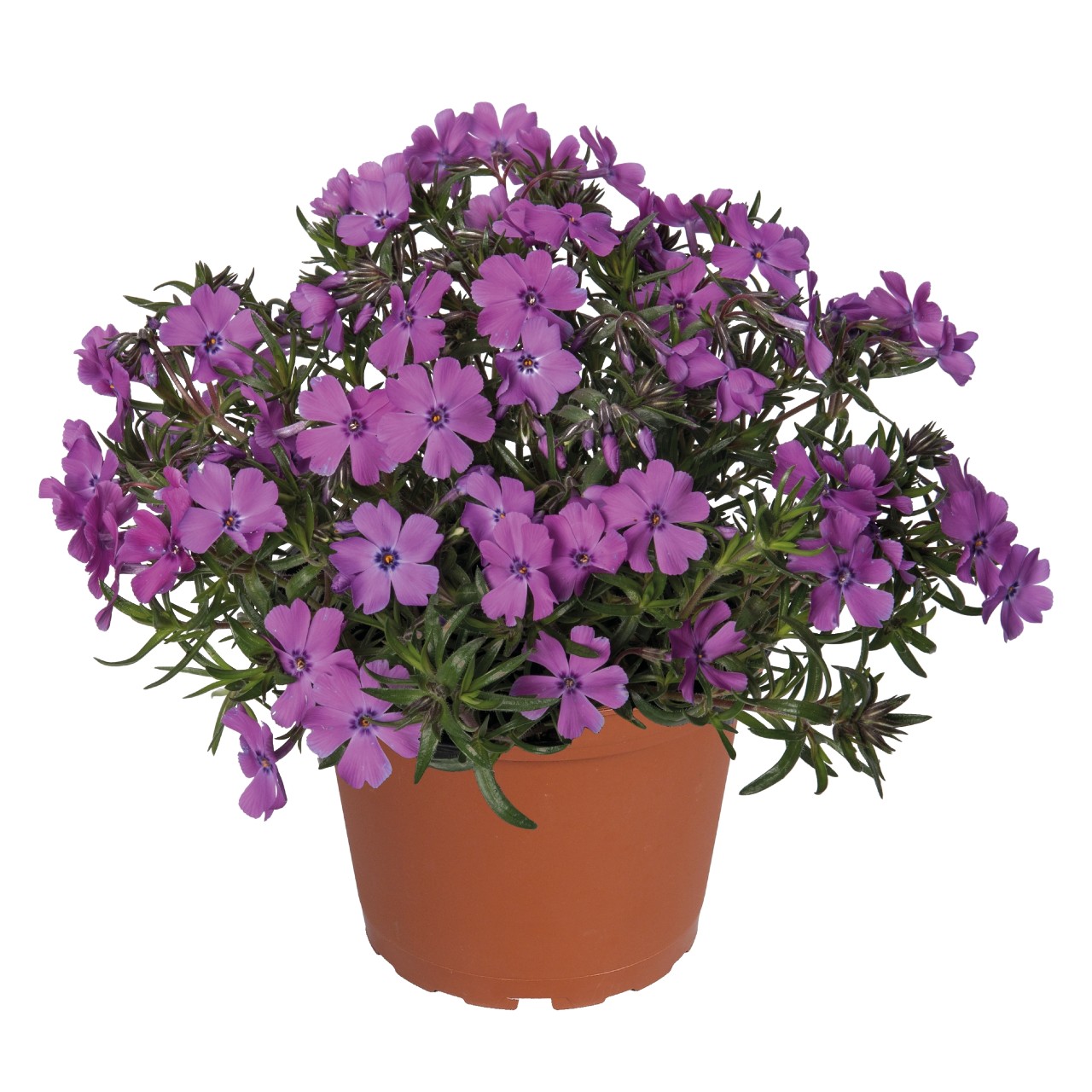 Флокс subulata Spring Purple