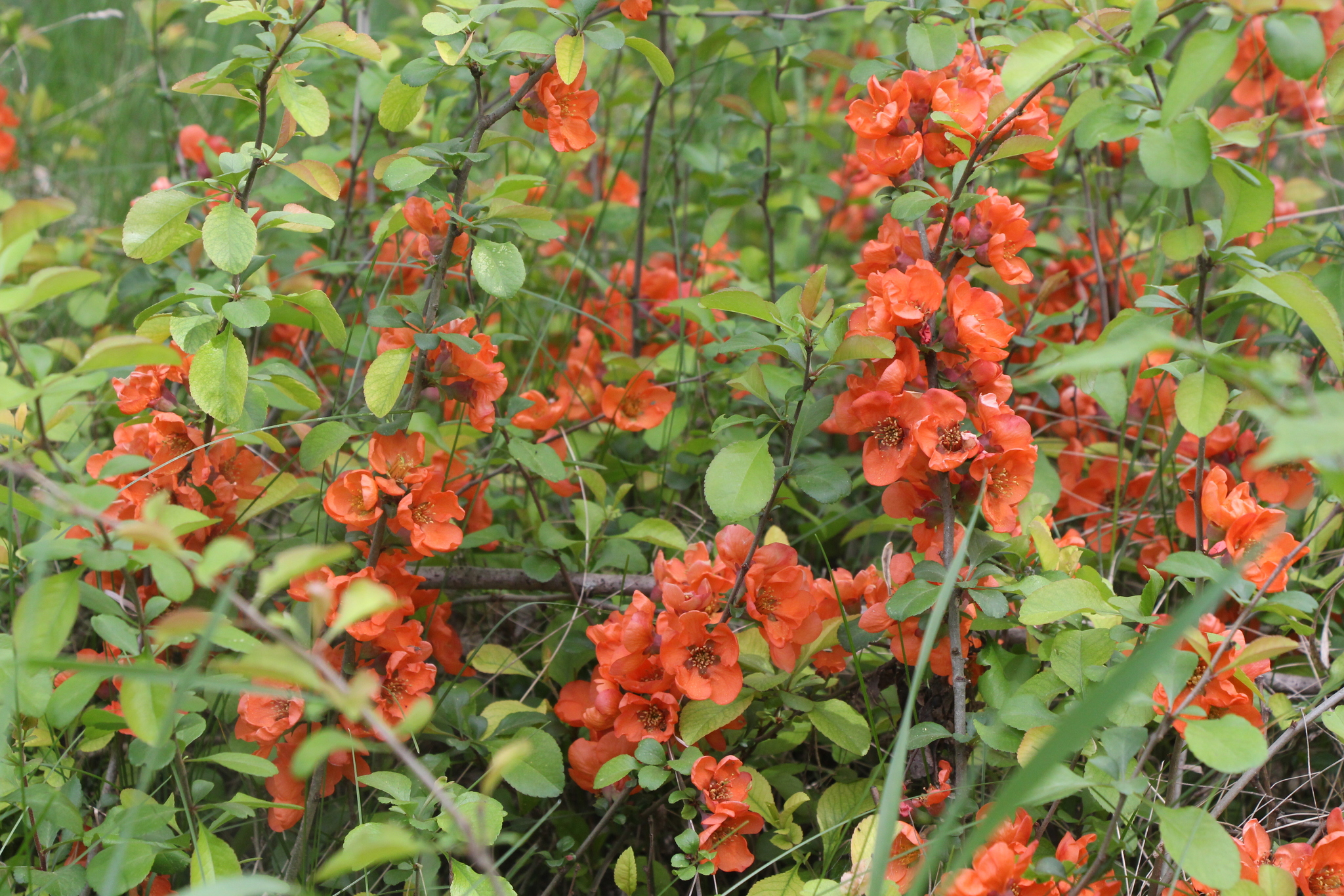 international backfill (iNaturalist): Chaenomeles japonica