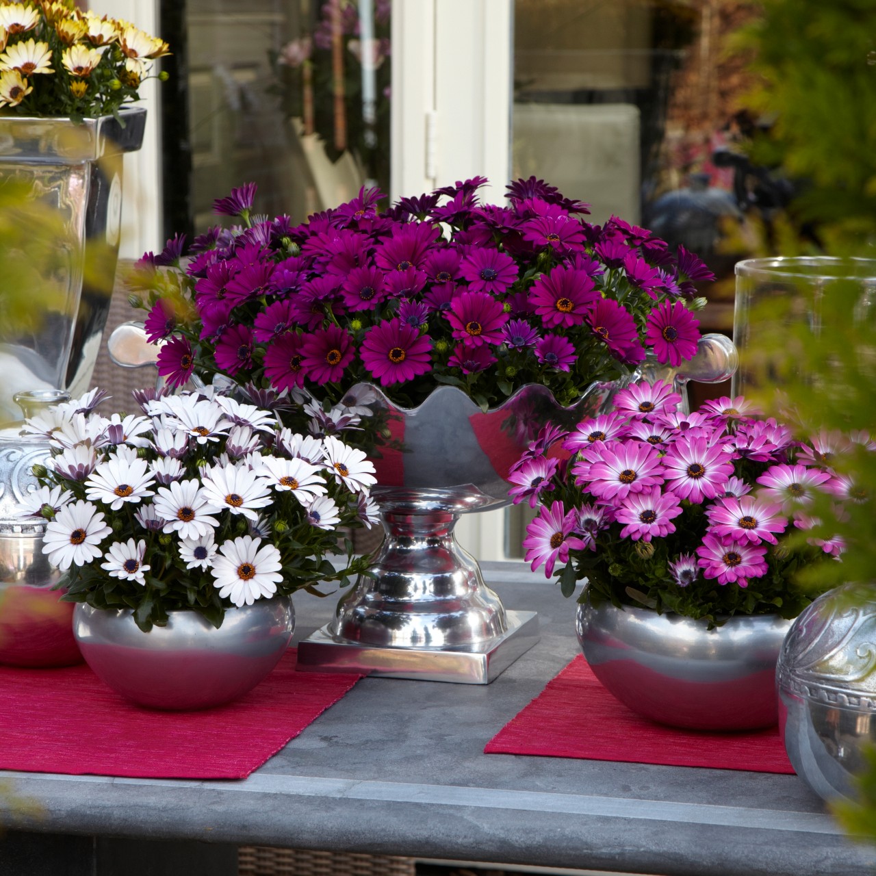 Остеоспермум Margarita Cool Purple