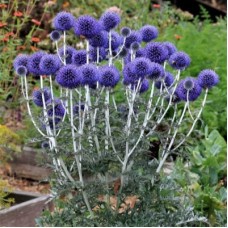 Мордовник обыкновенный (Echinops ritro)