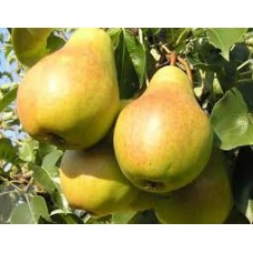 Груша обыкновенная Лада (Pyrus communis)