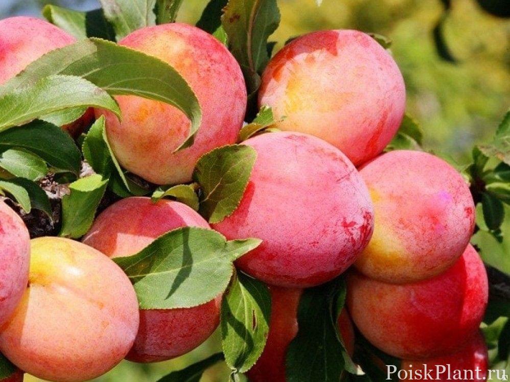 Слива домашняя Болховчанка
