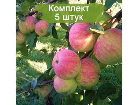 Яблоня Спартак