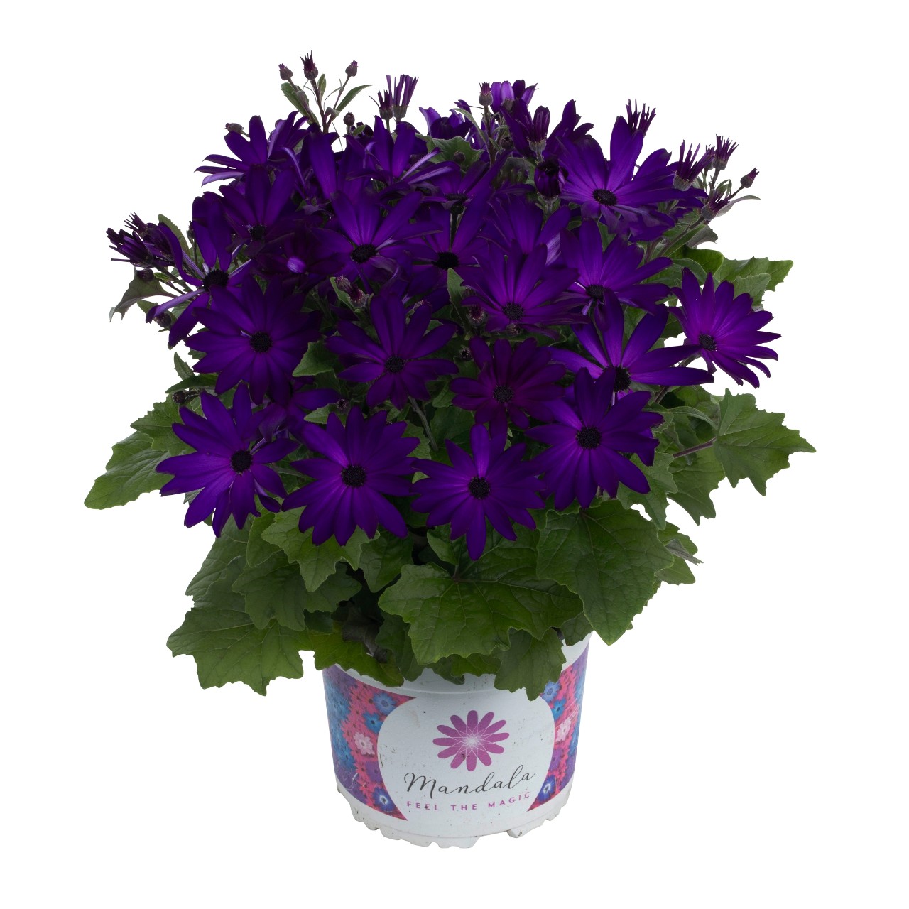 Перикаллис Mandala Purple Blue Eye