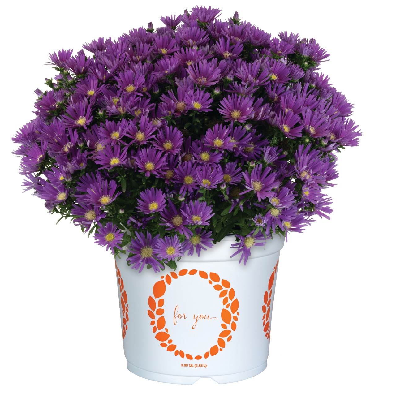 Астра Aurora Purple