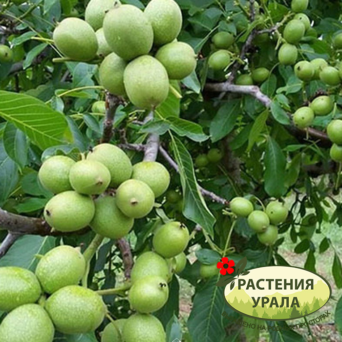 Орех Идеал