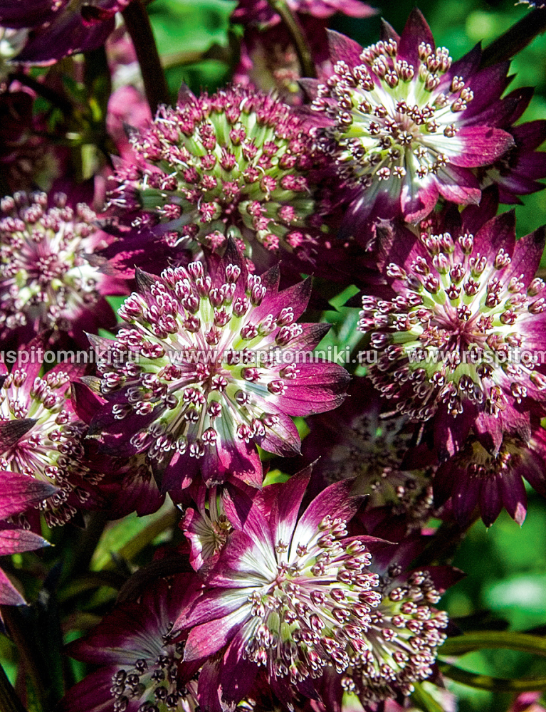 Астранция крупная Star of Beauty