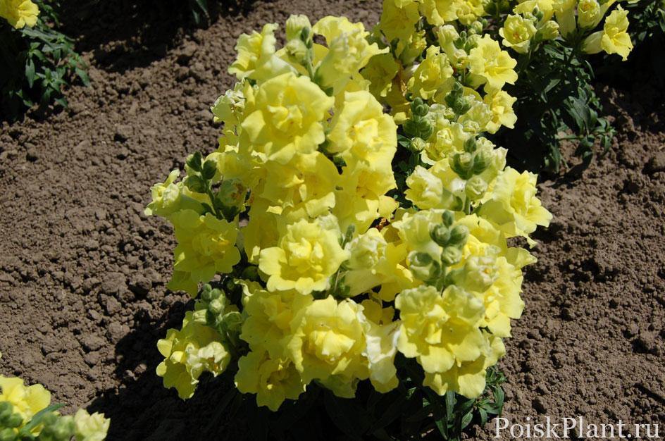 Антиринум большой Twinny Double Yellow Shades