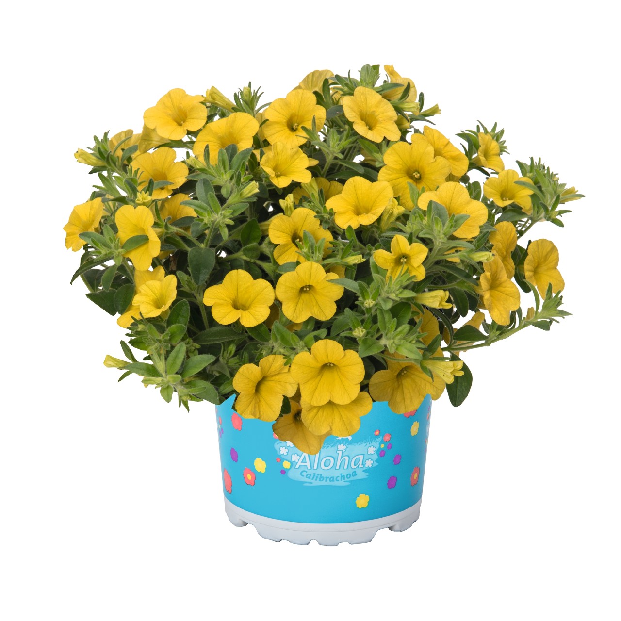 Калибрахоа Aloha Kona Yellow