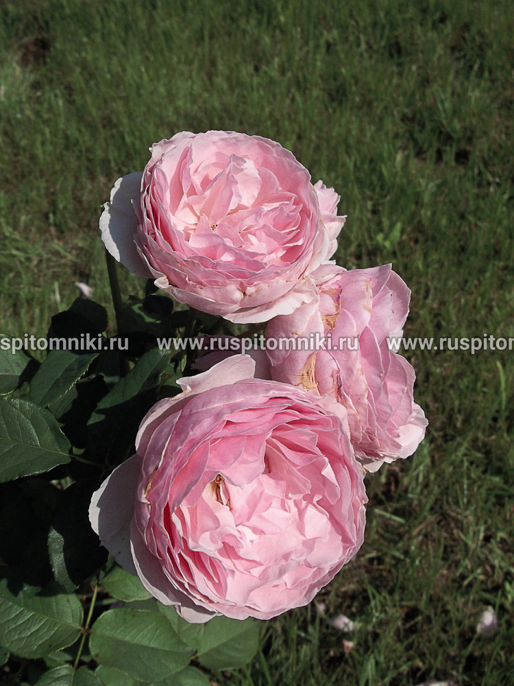 Шрабы Gartentraume’. S.