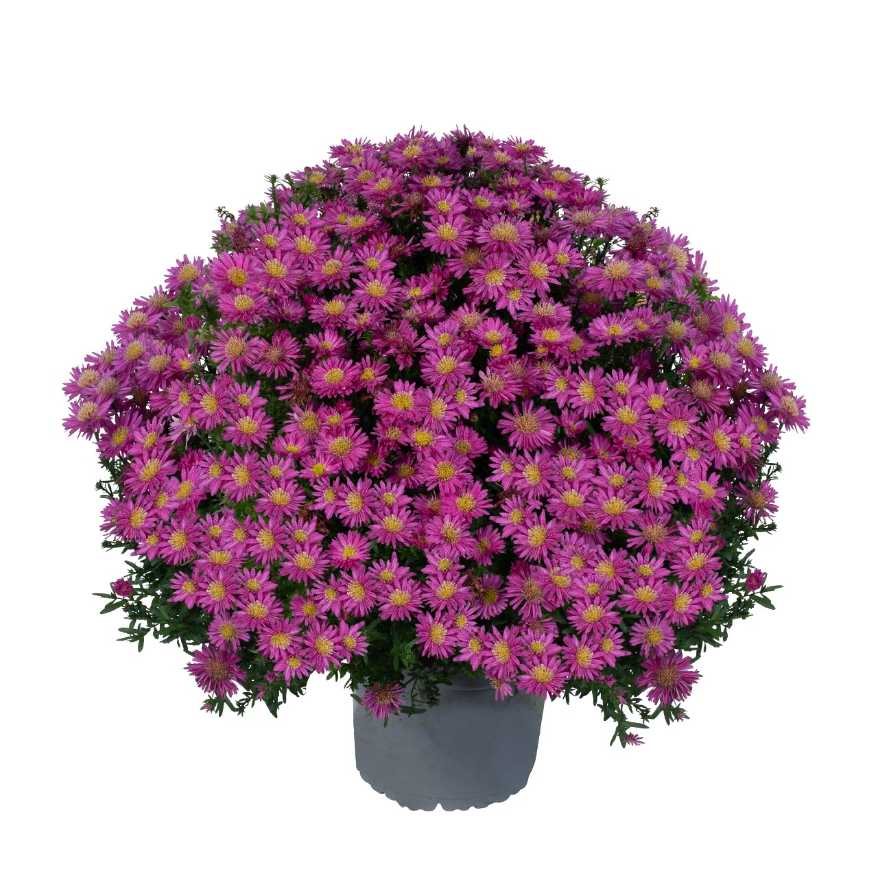 Астра Aurora Pink