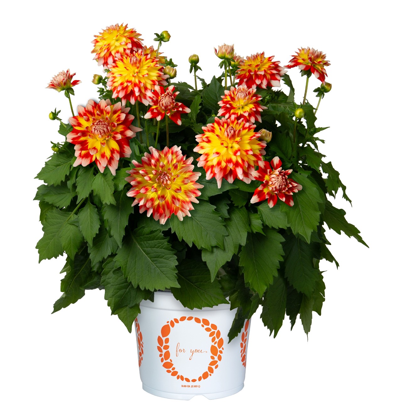 Георгина Hypnotica Candy Corn