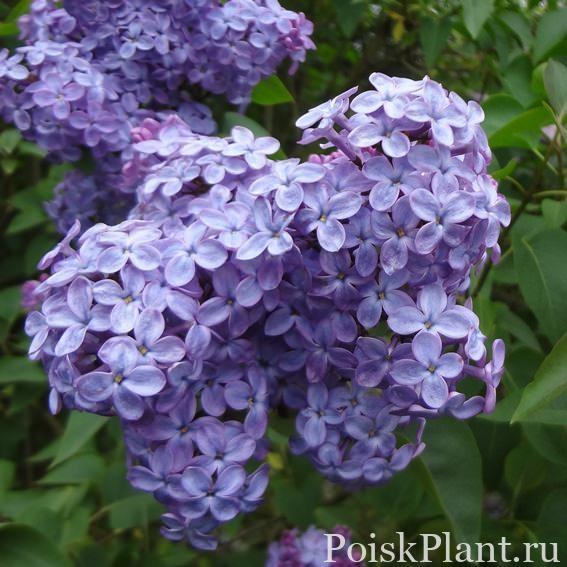 Сирень обыкновенная Amethyst