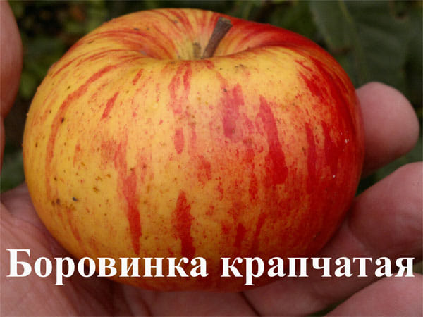 Яблоня Боровинка крапчатая