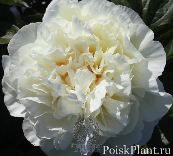 Пион травянистый Heavenly White