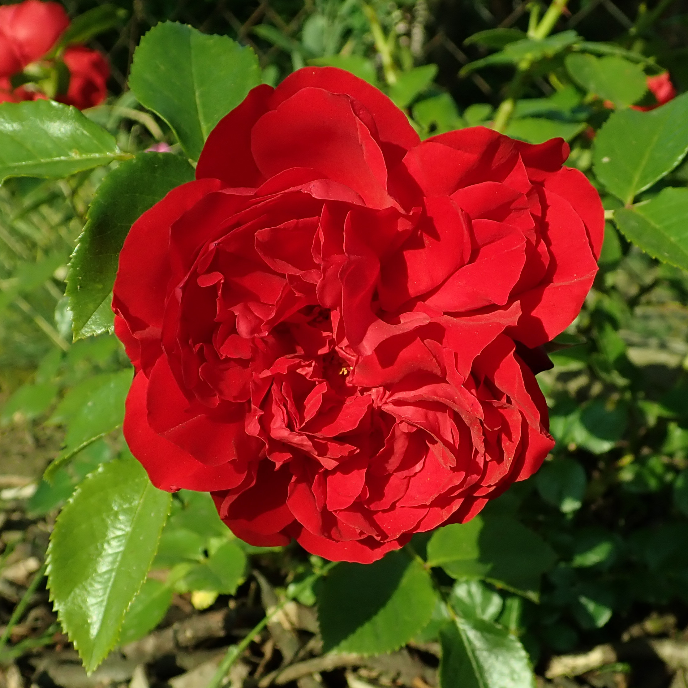 Роза "Флорентина"