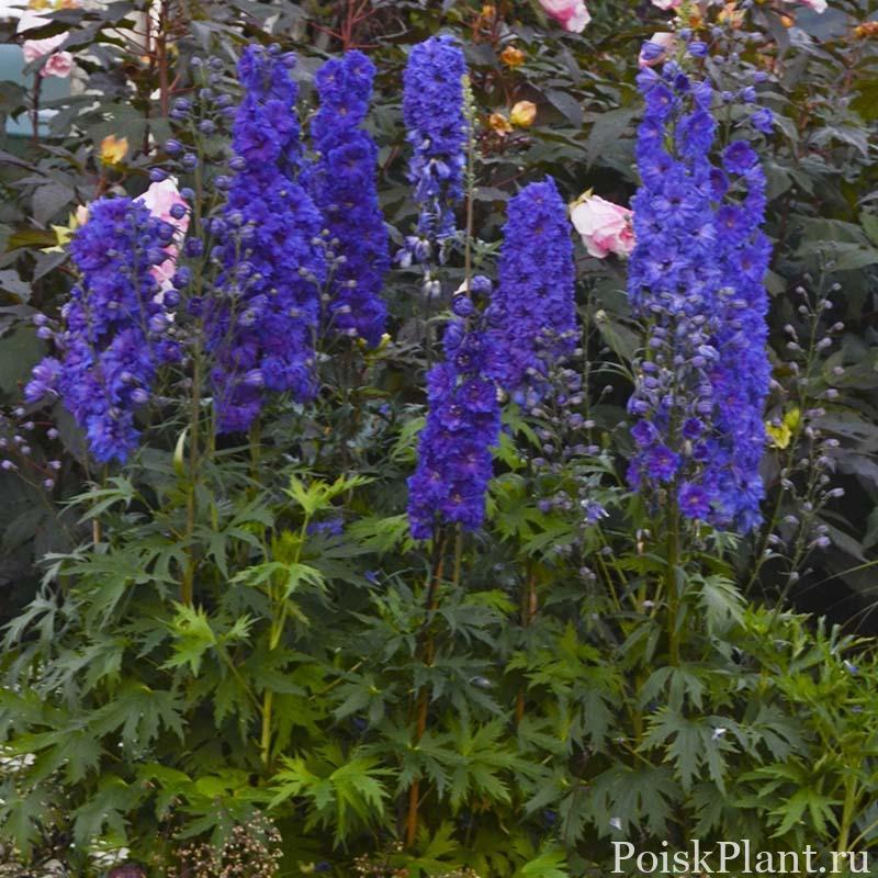 Дельфиниум гибридный Pagan Purples