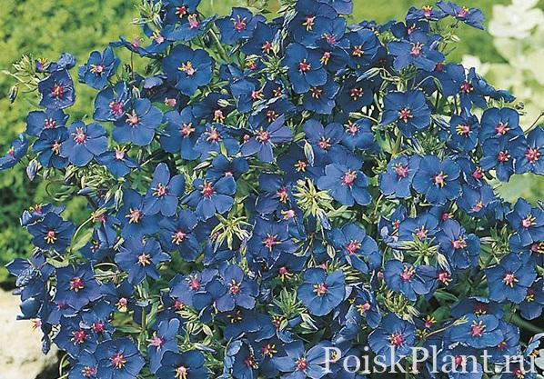 Анагаллис монелли Gentian Blue