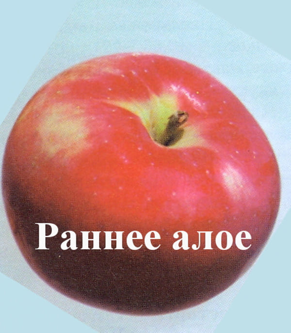 Яблоня "Раннее алое" Садоград 1летние саженцы