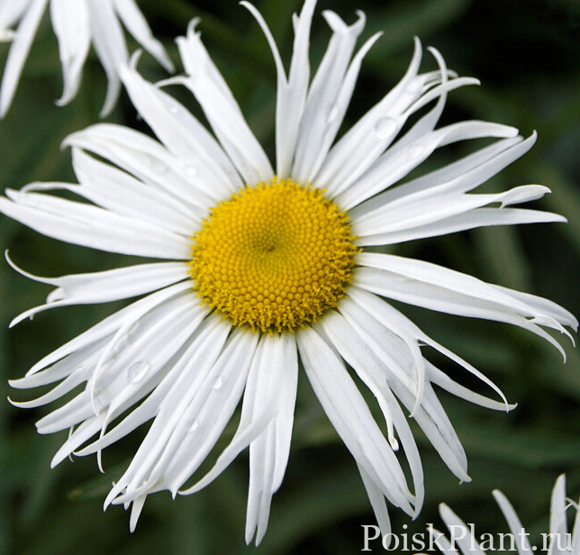 Нивяник гибридный Sweet Daisy Cher