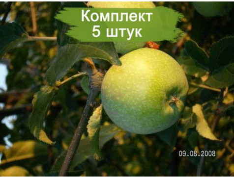 Яблоня Кутузовец