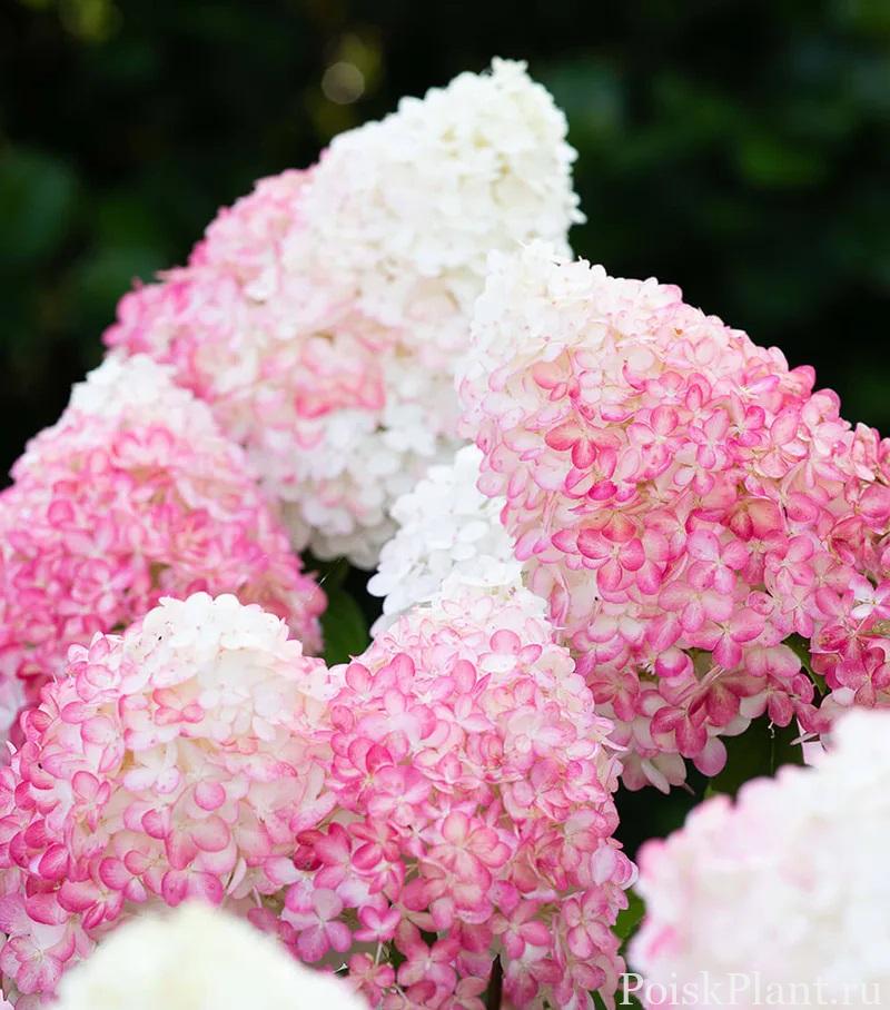 Гортензия метельчатая Pink and Rose