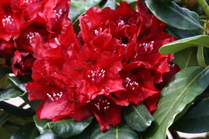 Рододендрон Cherry Kiss
