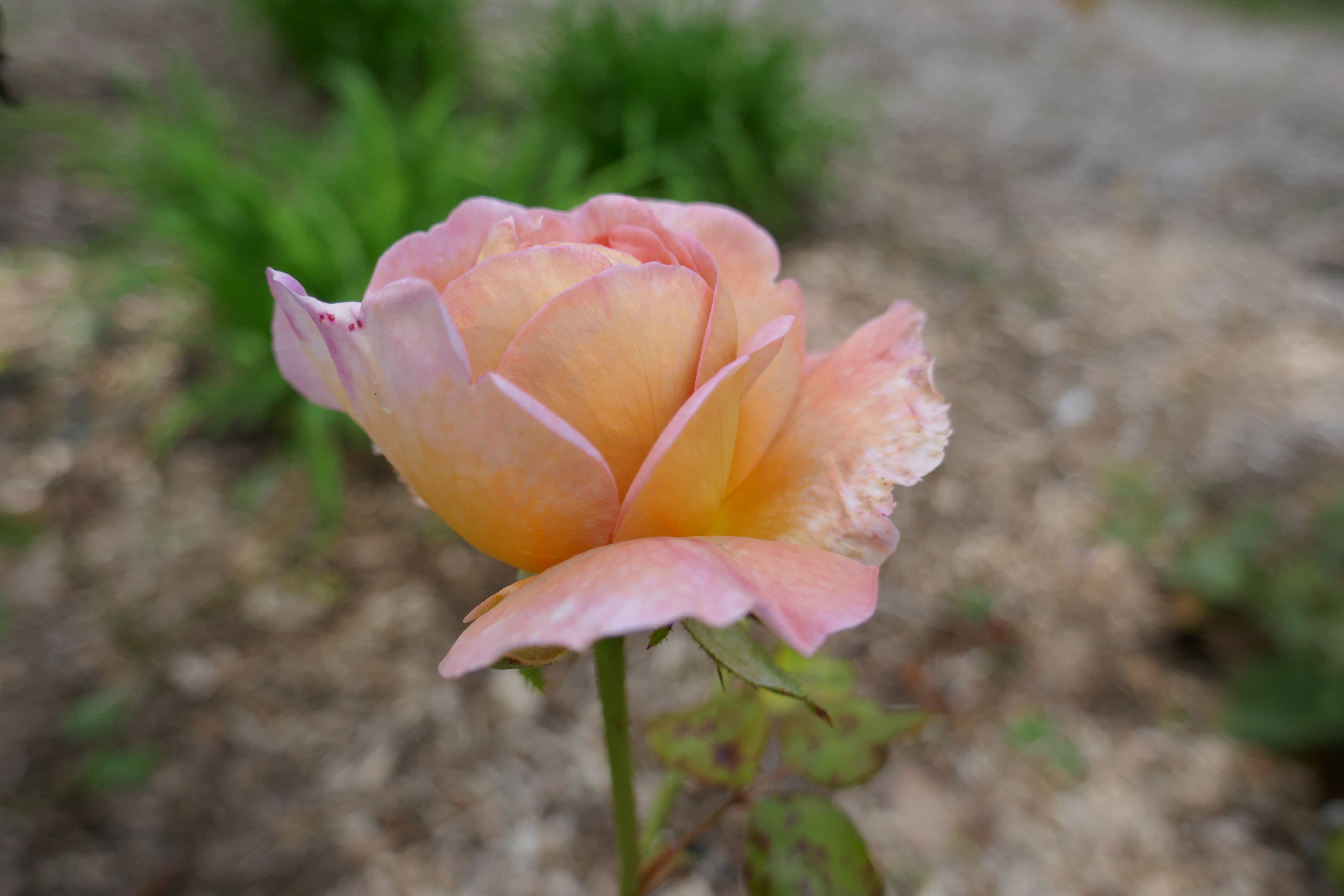 Роза Abraham Darby