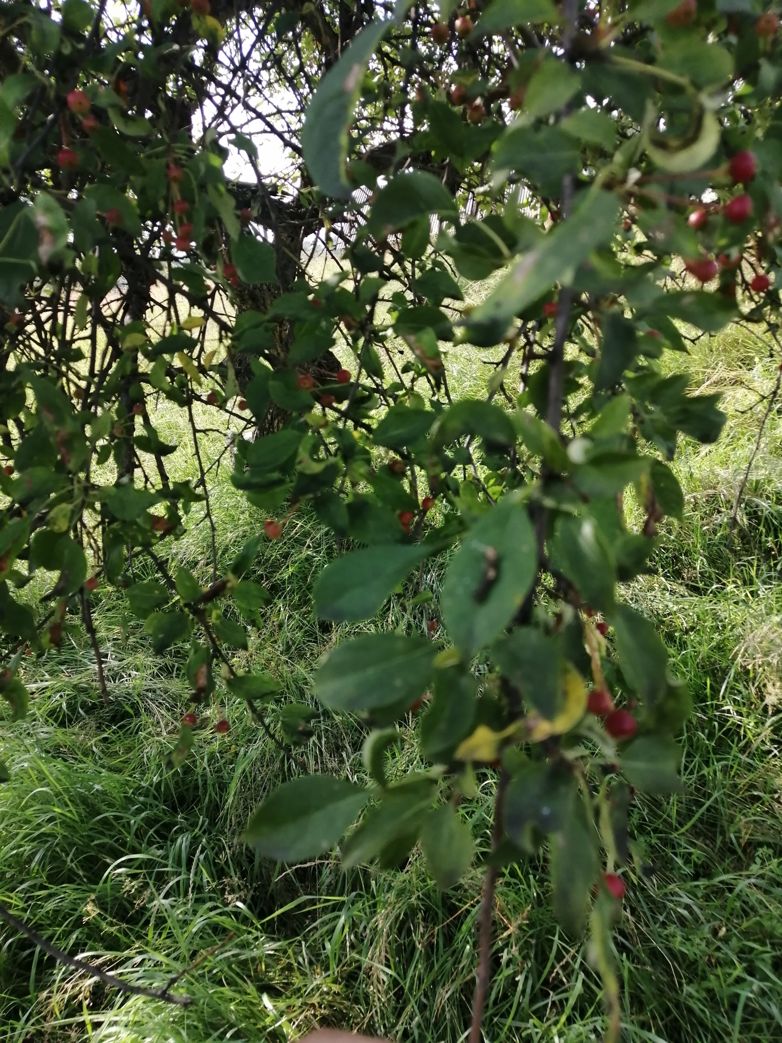 international backfill (iNaturalist): Malus baccata