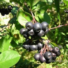 Арония черноплодная (Aronia melanocarpa)