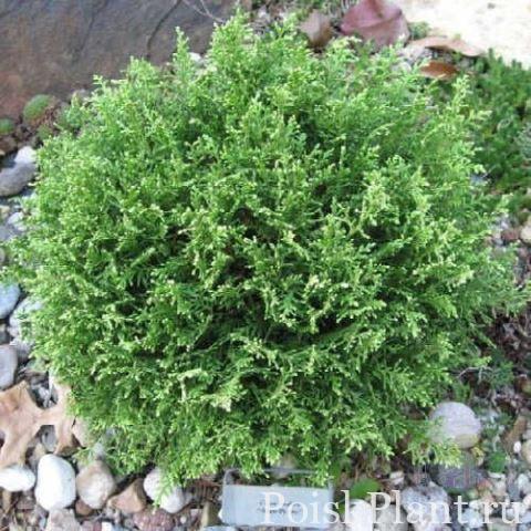 Кипарисовик горохоплодный White Pygmy