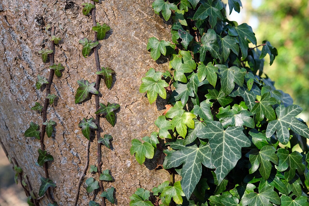 Плющ колхидский (сорт 'Arborescens')