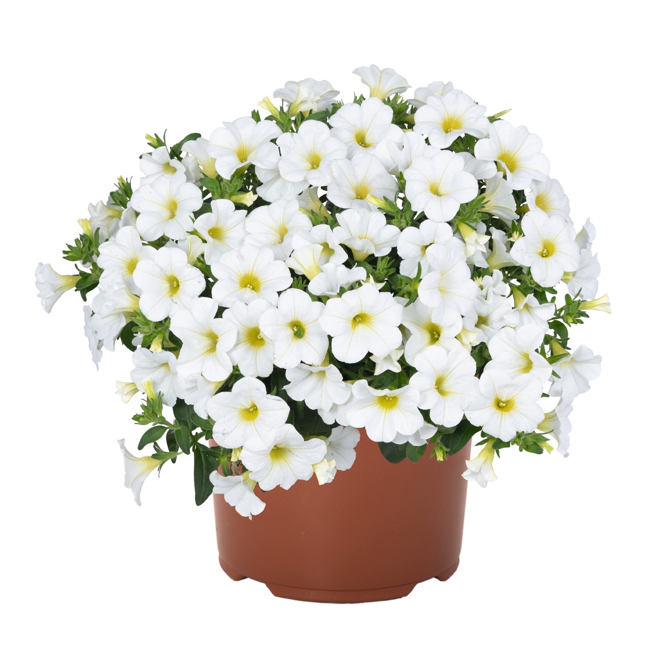 Калибрахоа Aloha Kona White