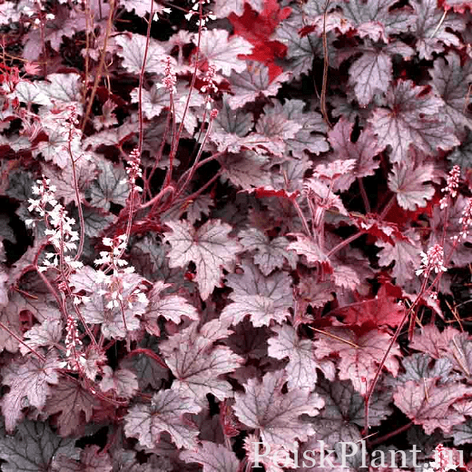 Гейхерелла гибридная Plum Cascade