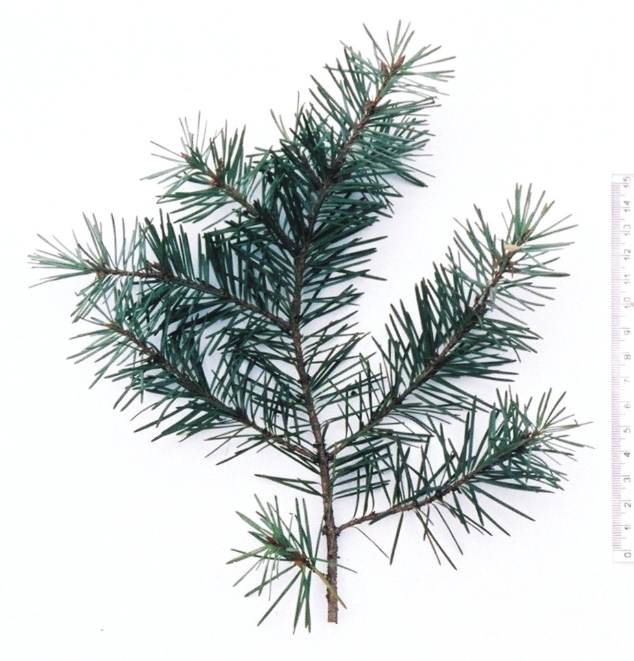 Псевдотсуга Мензиса Мензиса (Menziesii)