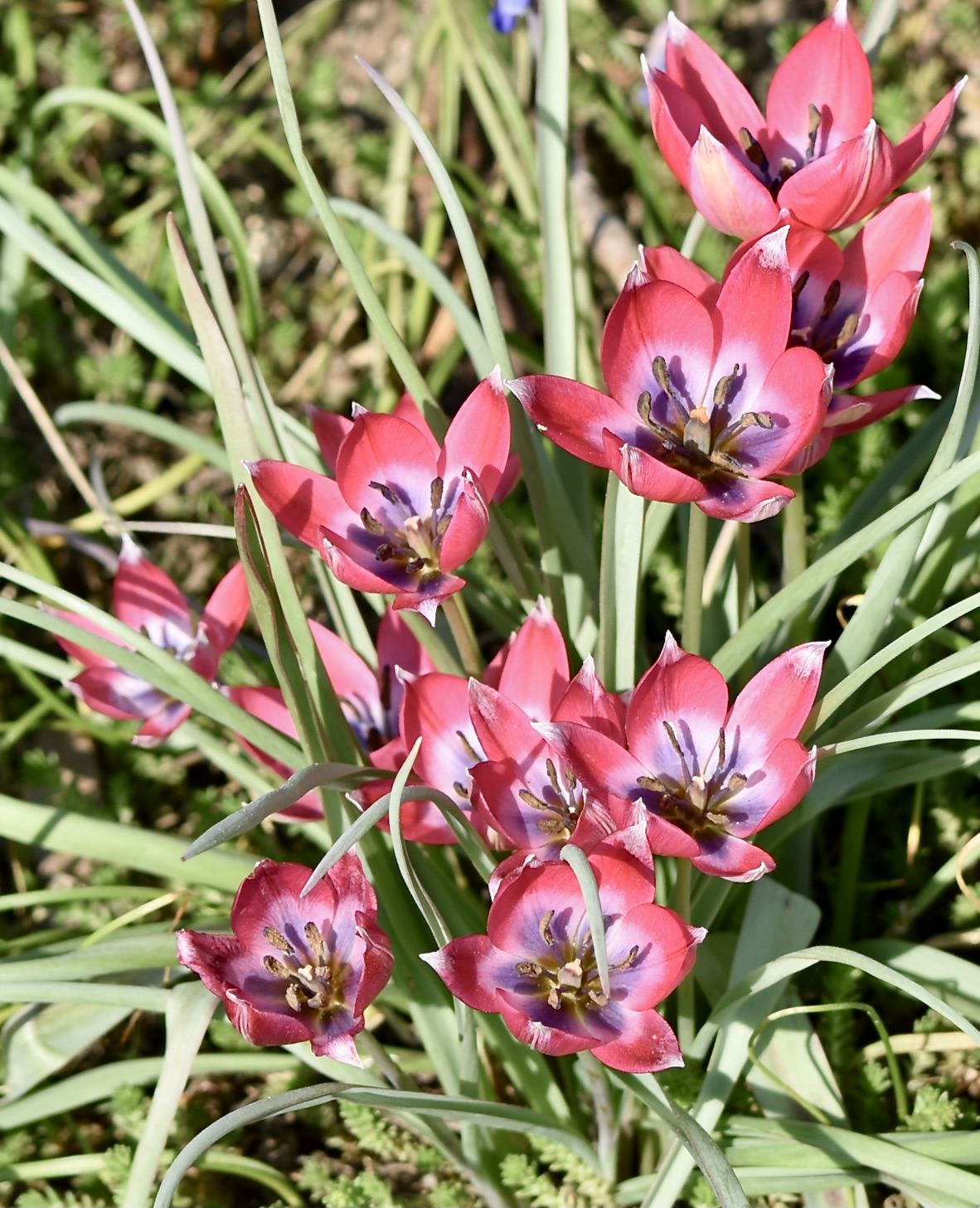 Тюльпан карликовый Alba Coerulea Oculata
