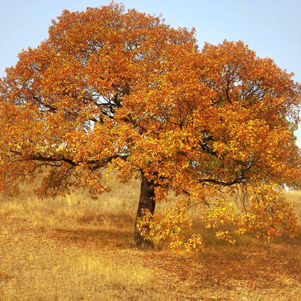 dub-quercus-chereshchatyy