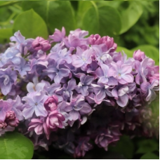 Сирень обыкновенная Маршал Конев (Syringa vulgaris)