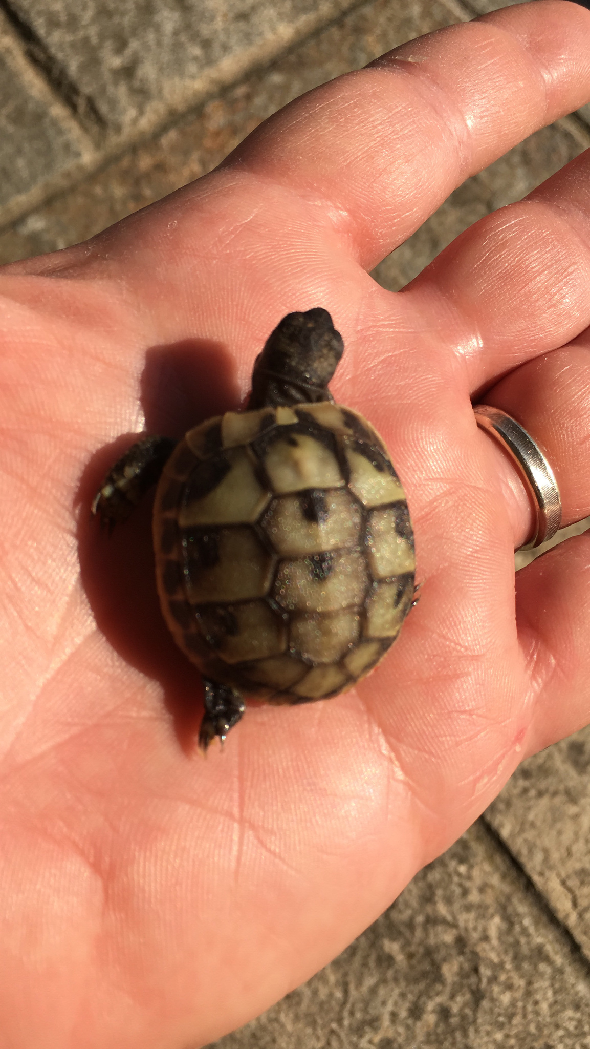 international backfill (iNaturalist): Armeniaca