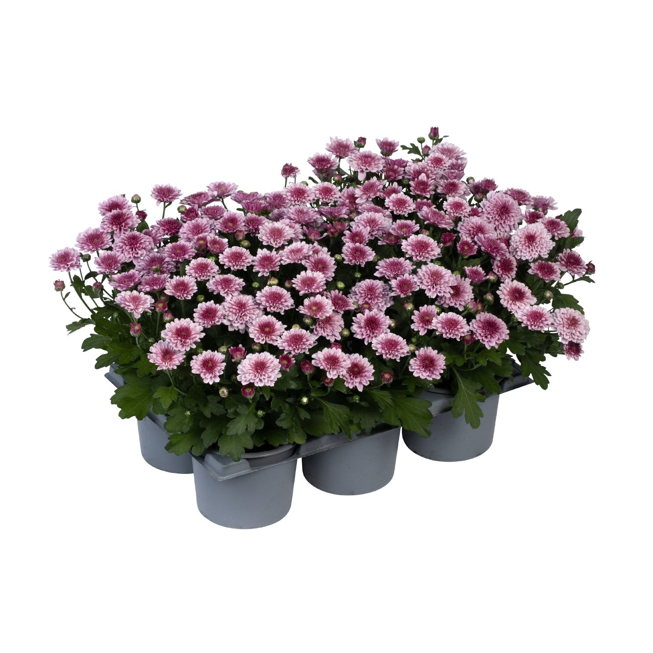 Хризантема Banquet Pink Bicolor