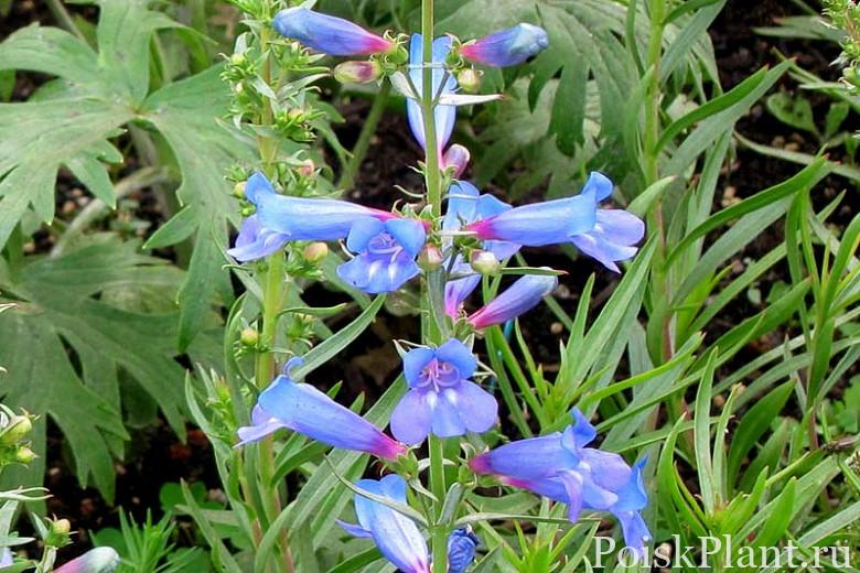 Пенстемон разнолистный Blue Spring